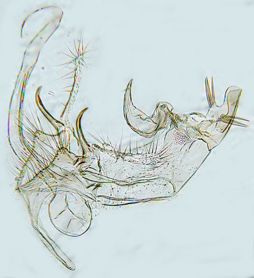Ljuspunktmossmal Bryotropha affinis