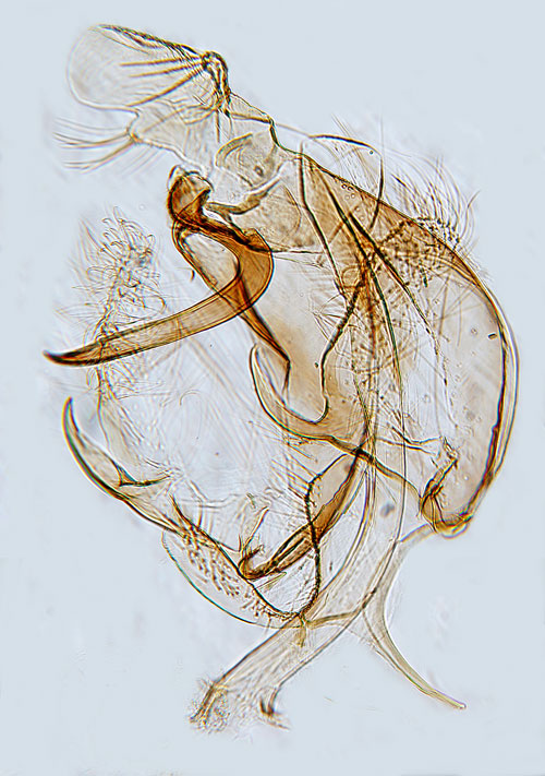 Dimorf mossmal Bryotropha boreella