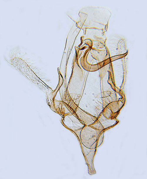 Vitfjllig mossmal Bryotropha galbanella