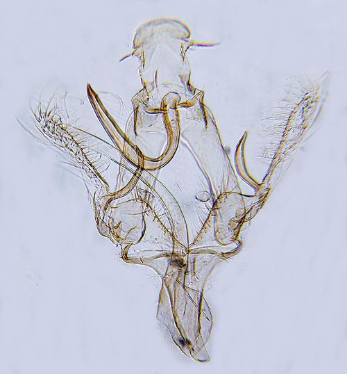 Gulpalpmossmal Bryotropha plantariella