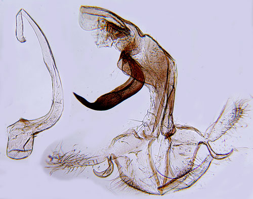 Purpurmossmal Bryotropha purpurella