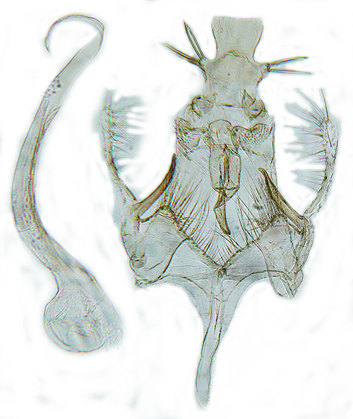 Franslinjemossmal Bryotropha senectella