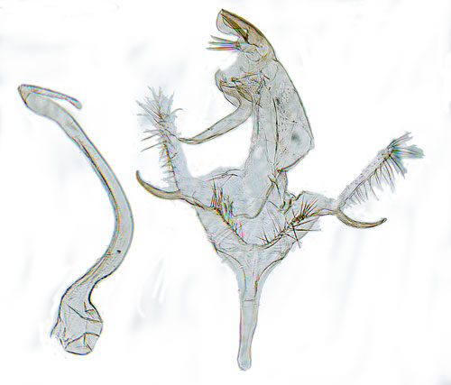 Allmn mossmal Bryotropha similis