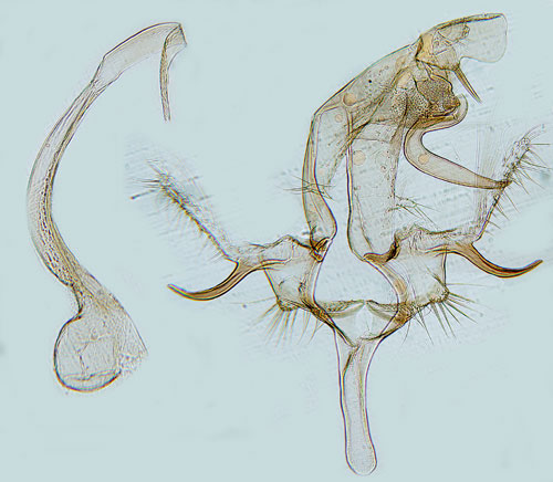 Motflckmossmal Bryotropha umbrosella