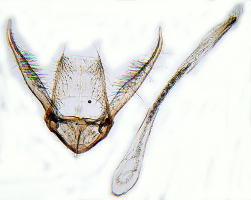 Almgonlappmal Bucculatrix albedinella