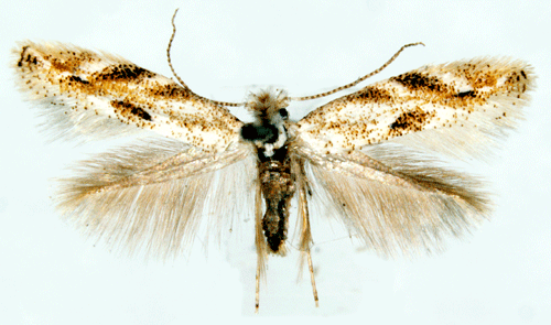 Hagtornskronmal Bucculatrix bechsteinella