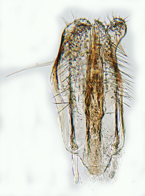 Algonlappmal Bucculatrix cidarella