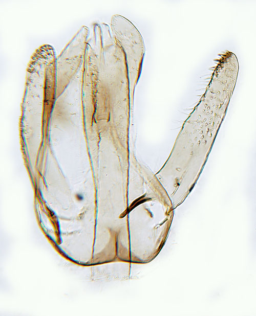Rllekgonlappmal Bucculatrix cristatella