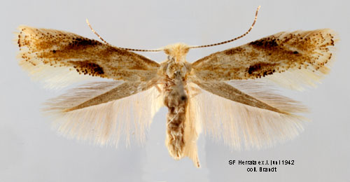 Bjrkkronmal Bucculatrix demaryella