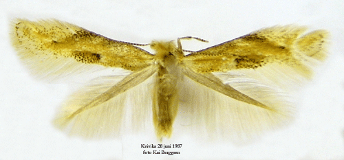 Bjrkkronmal Bucculatrix demaryella