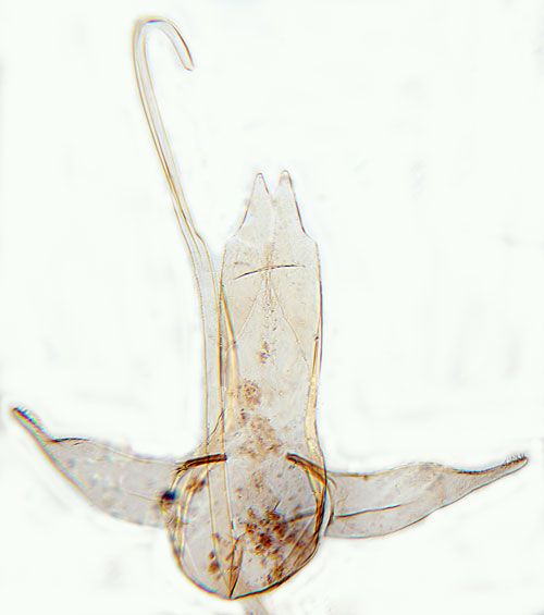 Vintergonlappmal Bucculatrix humiliella