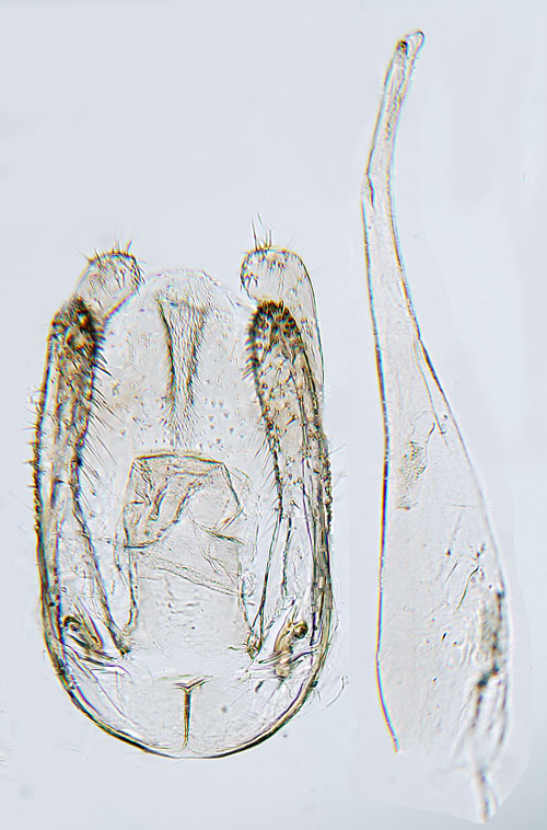 Prstkragegonlappmal Bucculatrix nigricomella