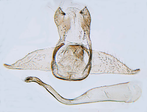 Sandgonlappmal Bucculatrix ratisbonensis
