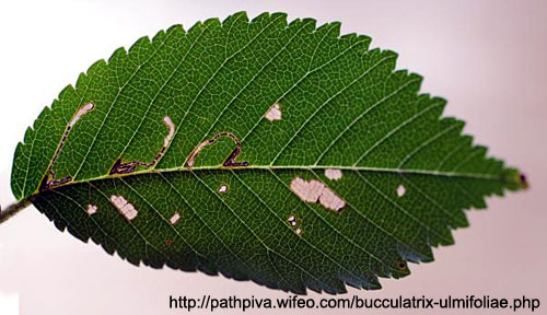 Rllikakronmal Bucculatrix ulmifoliae