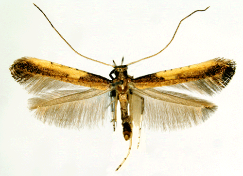 Azaleastyltmal Caloptilia azaleella