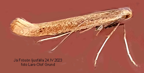 Bjrkstyltmal Caloptilia betulicola
