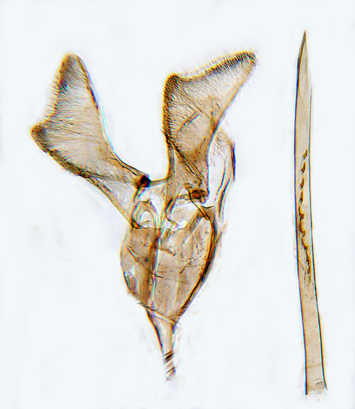 Vidertsstyltmal Calybites phasianipennellus