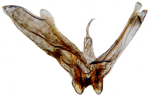 Sptistelfjdermott Calyciphora albodactyla