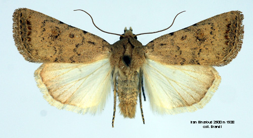 Mrkringat lvfly Caradrina albina