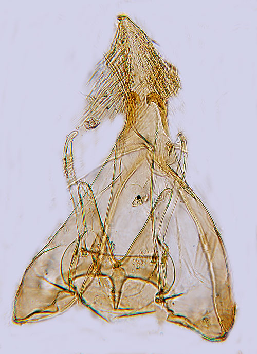 Gr bjrkbladkantmal Carpatolechia proximella