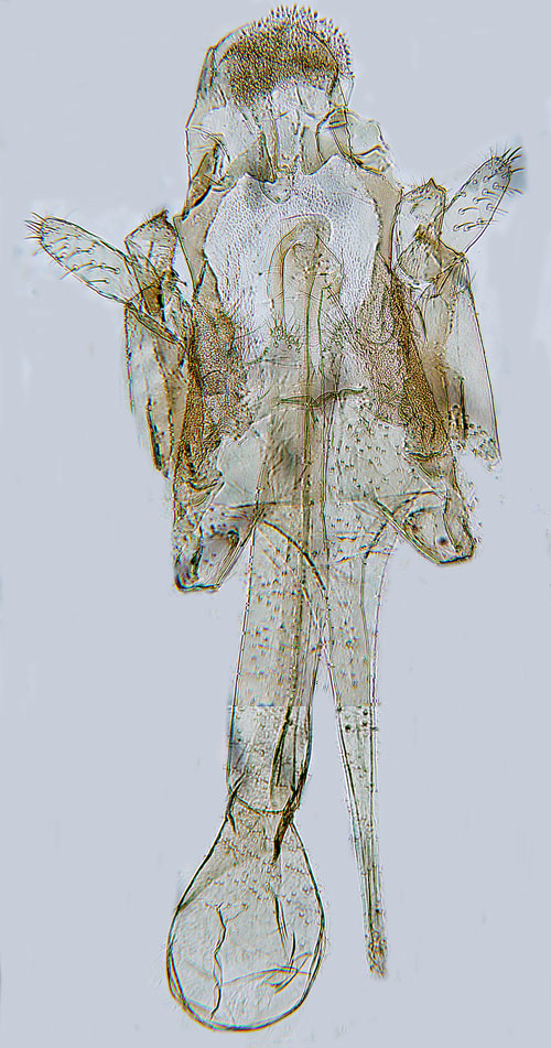 Tjrblomstermal Caryocolum amaurella