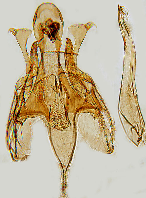 Alvararvmal Caryocolum blandelloides