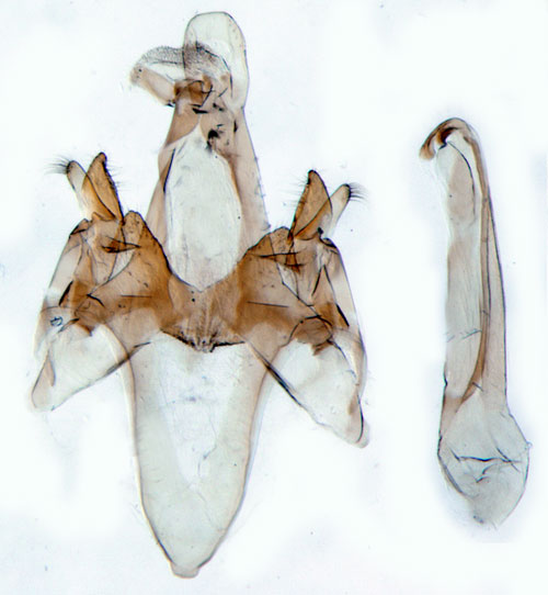 Klipparvmal Caryocolum petrophila