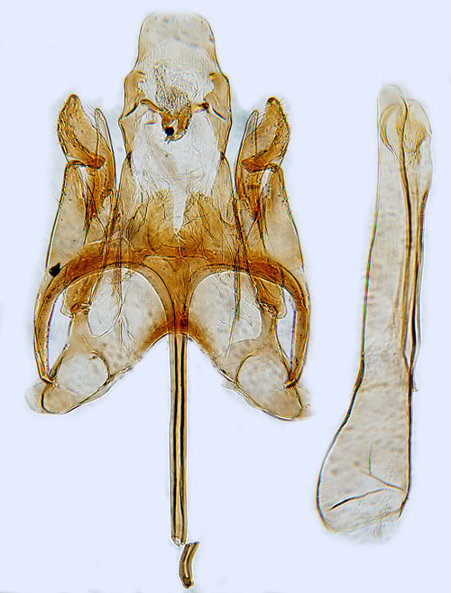 Svartvit backglimmal Caryocolum tischeriella