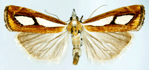Silverflckat grsmott Catoptria pinella