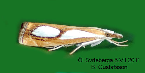 Silverflckat grsmott Catoptria pinella