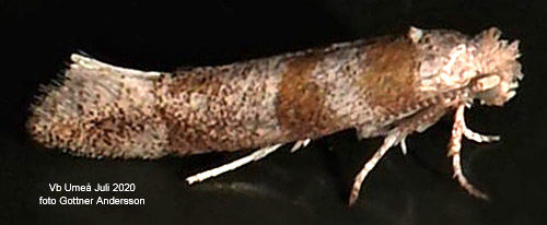 Strre tallbarrsmal Cedestis gysseleniella