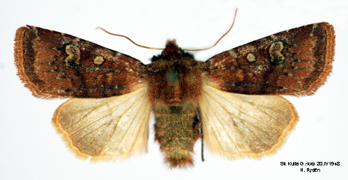 Brunrtt skogsfly Cerastis leucographa