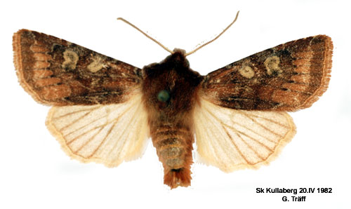 Brunrtt skogsfly Cerastis leucographa