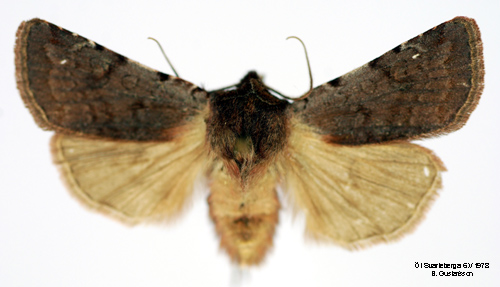 Rdviolett skogsfly  Cerastis rubricosa