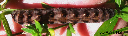 Rdviolett skogsfly  Cerastis rubricosa