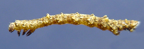 Grnaktig lavmtare Cleorodes lichenarius