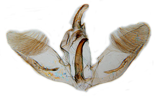 Rosenfjdermott Cnaemidophorus rhododactylus