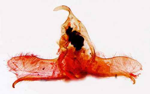Smprickig grvecklare Cnephasia genitalana