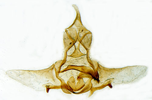 Gulaktig grvecklare Cnephasia longana