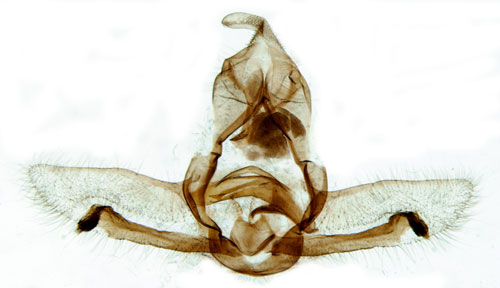 Allmn grvecklare Cnephasia stephensiana