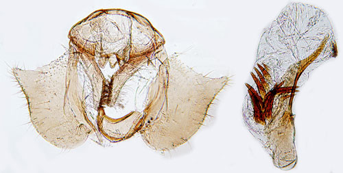 Grbinkevecklare Cochylidia heydeniana