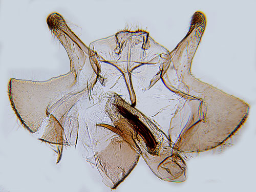 Hampflockelvecklare Cochylidia rupicola