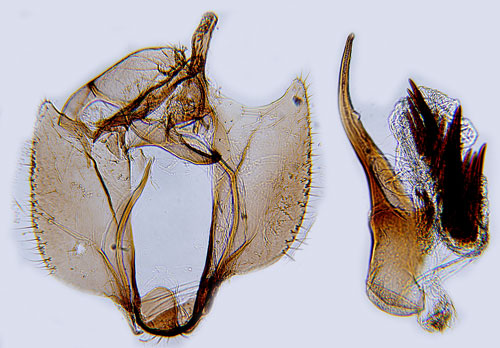 Halvrosa gullrisvecklare Cochylidia subroseana