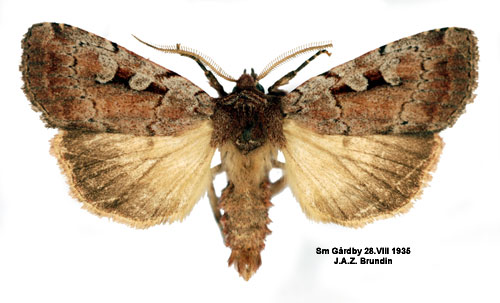 Porsjordfly Coenophila subrosea