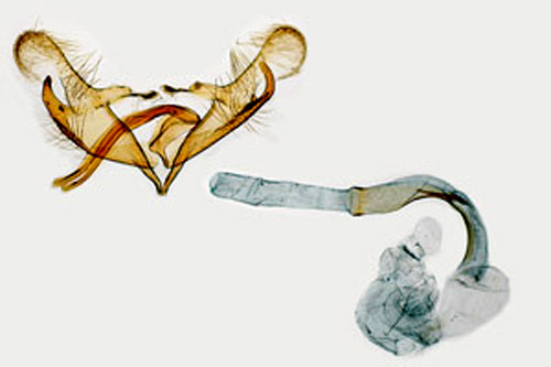 Absintsckmal Coleophora absinthii