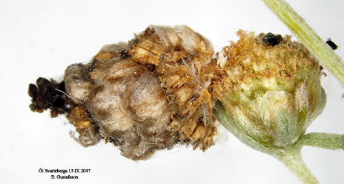 Absintsckmal Coleophora absinthii