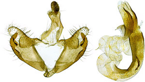 Hylsnejlikesckmal Coleophora adelogrammella