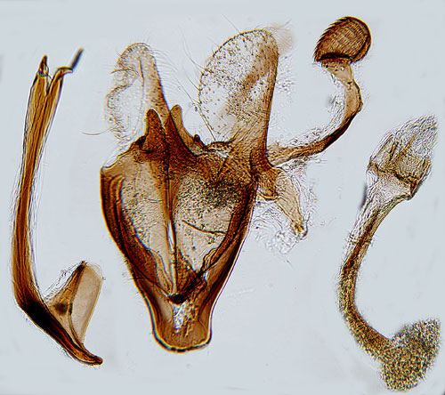 Salttgsckmal Coleophora adjunctella