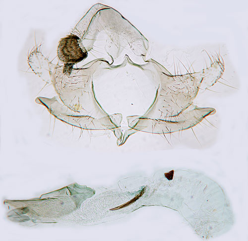 Trysckmal Coleophora ahenella