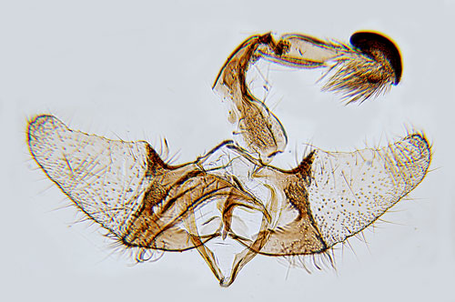 Svartvit sckmal Coleophora albella